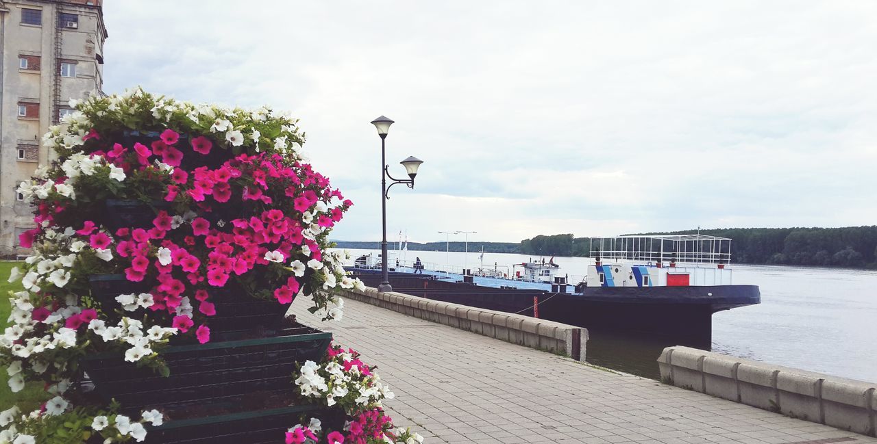 flower, built structure, building exterior, architecture, sky, water, cloud - sky, pink color, day, nature, beauty in nature, outdoors, railing, sea, freshness, plant, growth, no people, street light, the way forward