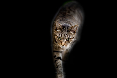 Portrait of cat against black background