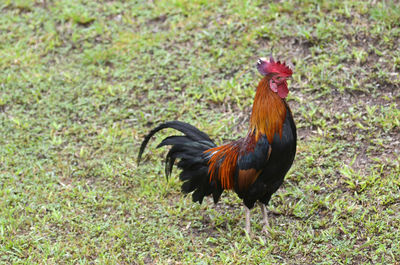 A rooster on green grass background