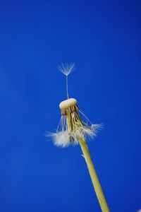 Low angle view of dandelion against blue sky