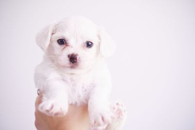 Close-up of hand holding puppy against white background