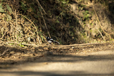 View of a bird on land