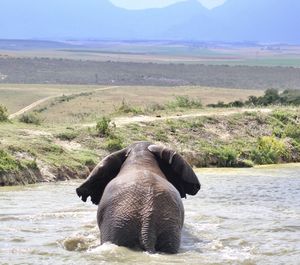 Rear view of elephant on land