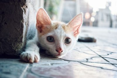 Close-up portrait of a cat lying on floor