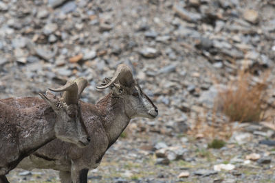 Deer standing on field