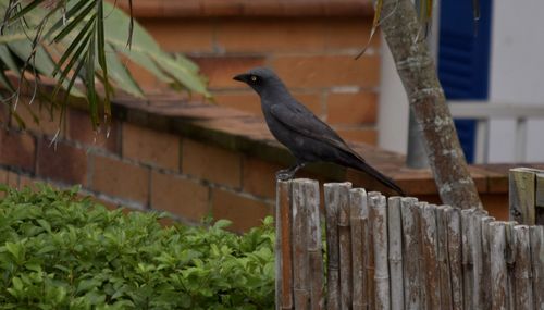 Close-up of bird perching on wooden post