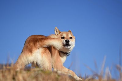 Close-up of dog against clear blue sky