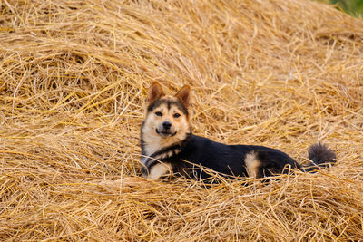 Portrait of a dog