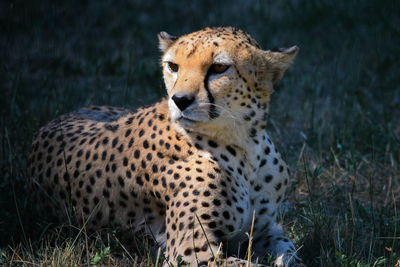 View of a cat on field