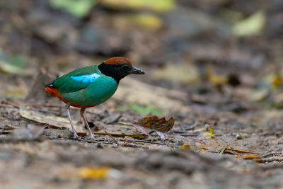 Close-up of a bird on land