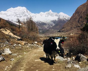 View of a horse on snow covered mountain