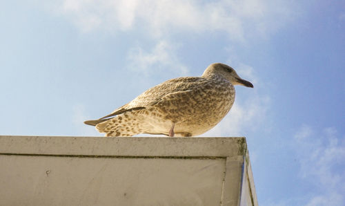 Low angle view of bird