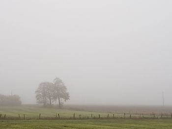 Trees on field against sky