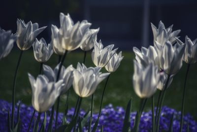 Close-up of white crocus flowers on field