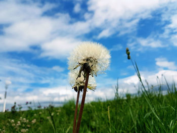 Close-up of dandelion growing on field against sky