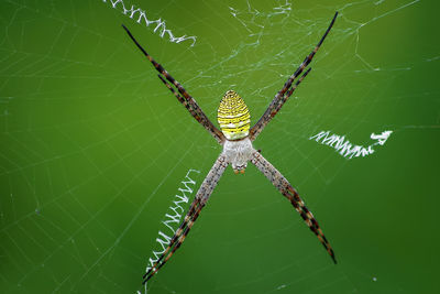 Close-up of spider on web