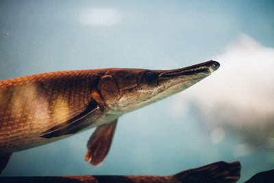 Close-up of fish swimming in sea