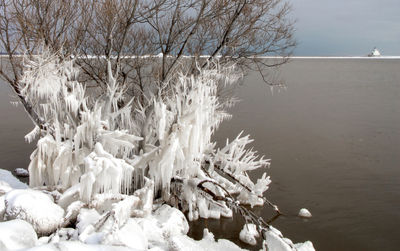 Frozen plants by lake during winter