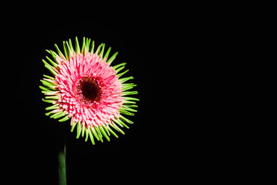 Close-up of pink flower against black background