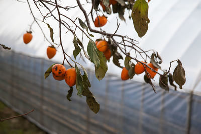 Low angle view of persimmons growing on tree by greenhouse