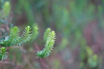 Close-up of pine tree