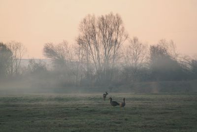 View of horse on field