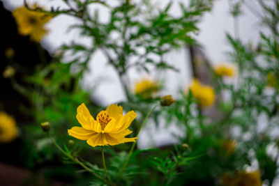 Close-up of yellow flowering plant