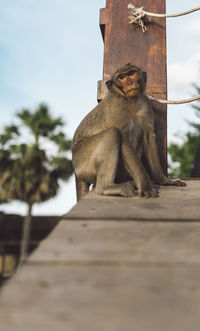 Low angle view of monkey sitting on tree