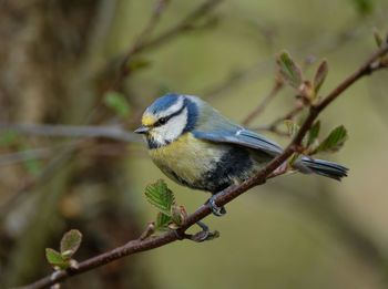 Close-up of bird perching on plant