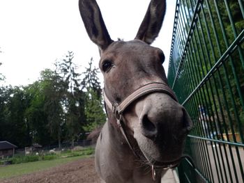 Portrait of donkey