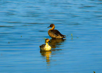 High angle view of ducks swimming in lake