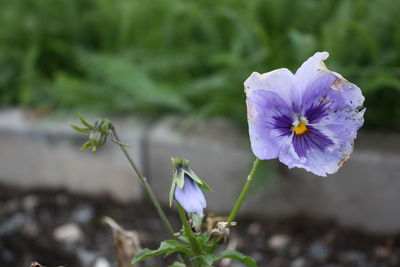 Close-up of purple flowering plant