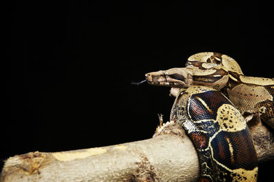 Close-up of lizard on rock against black background