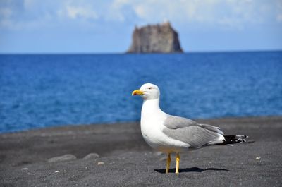 Close-up of bird perching on beach against sky