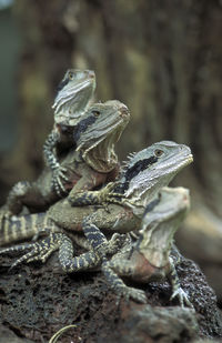 Close-up of lizards on rock