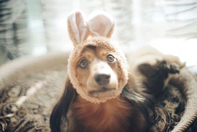 Portrait of dog wearing costume rabbit ears at home
