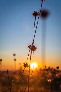 Close-up of flowering plant against sky during sunset