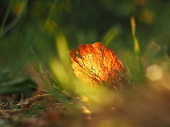 Close-up of autumn leaf on land