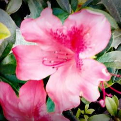 Close-up of pink flowers blooming outdoors