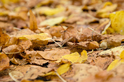 Close-up of dry autumn leaves