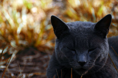 Close-up of a cat