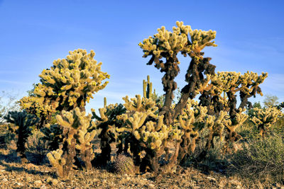 Cactus plant growing on field against sky