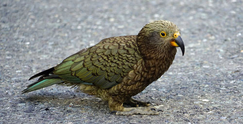 Close-up of bird