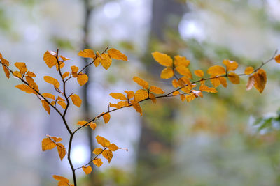 Close-up of autumnal leaves against blurred background