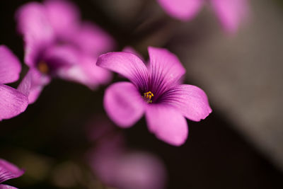 Close-up of pink flowers blooming outdoors