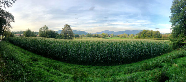 Scenic view of agricultural field against sky