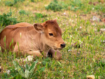 Lion relaxing in a field