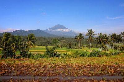 Scenic view of trees on field against sky