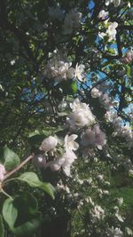 Low angle view of flowers on tree