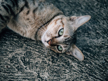 Close-up portrait of cat relaxing